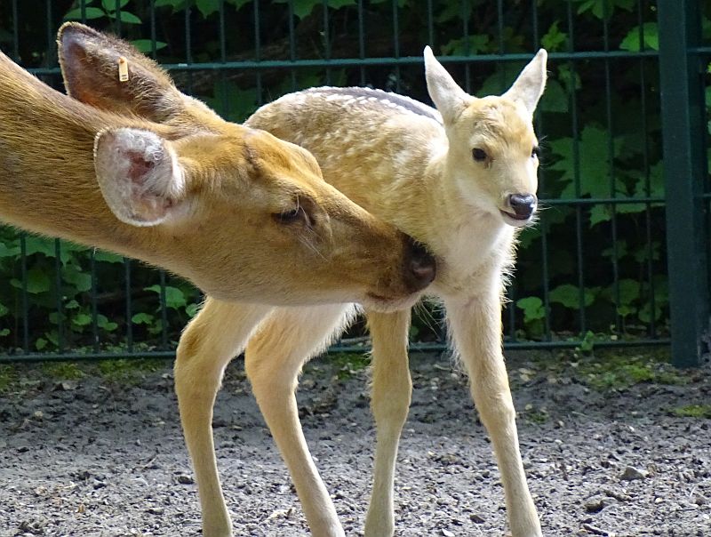 alt-"Barasingha - Aktuelles Tierpark Berlin und Zoo Berlin - Freunde Hauptstadtzoos - Förderverein"