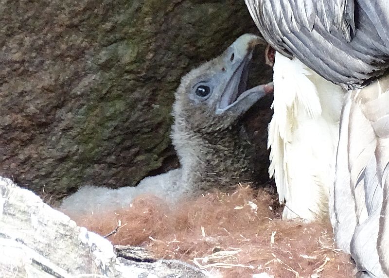 alt-"Bartgeier - Aktuelles Tierpark Berlin und Zoo Berlin - Freunde Hauptstadtzoos - Förderverein"