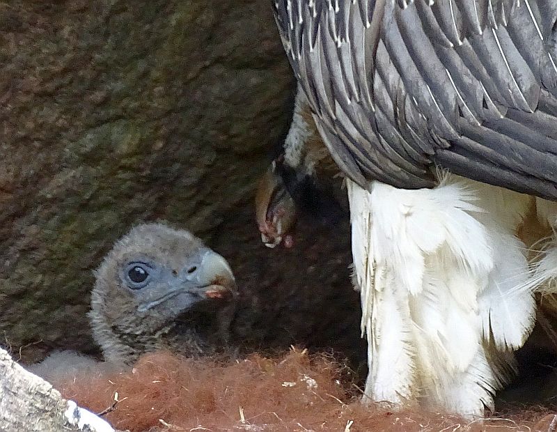 alt-"Bartgeier - Aktuelles Tierpark Berlin und Zoo Berlin - Freunde Hauptstadtzoos - Förderverein"
