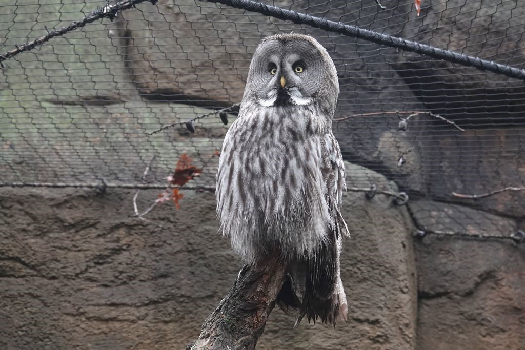 alt-"Bartkauz - Aktuelles Tierpark Berlin und Zoo Berlin - Freunde Hauptstadtzoos - Förderverein"