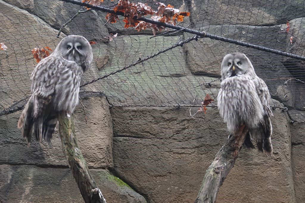 alt-"Bartkauz - Aktuelles Tierpark Berlin und Zoo Berlin - Freunde Hauptstadtzoos - Förderverein"