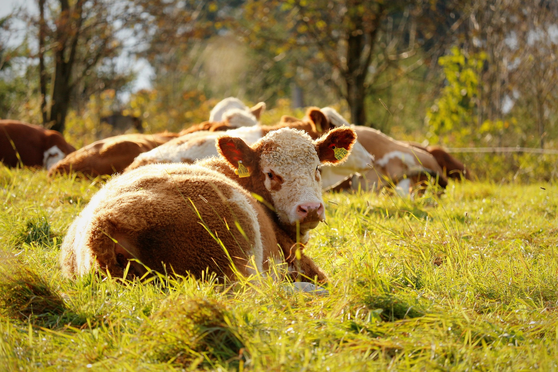 alt-"Bauernregeln - Tierreich - Tierwissen - Tiere - Tierlexikon - Freunde Hauptstadtzoos"