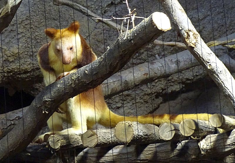 alt-"Goodfellow-Baumkänguru - Tierpark Berlin - Aktuelles Tierpark Berlin und Zoo Berlin - Freunde Hauptstadtzoos"