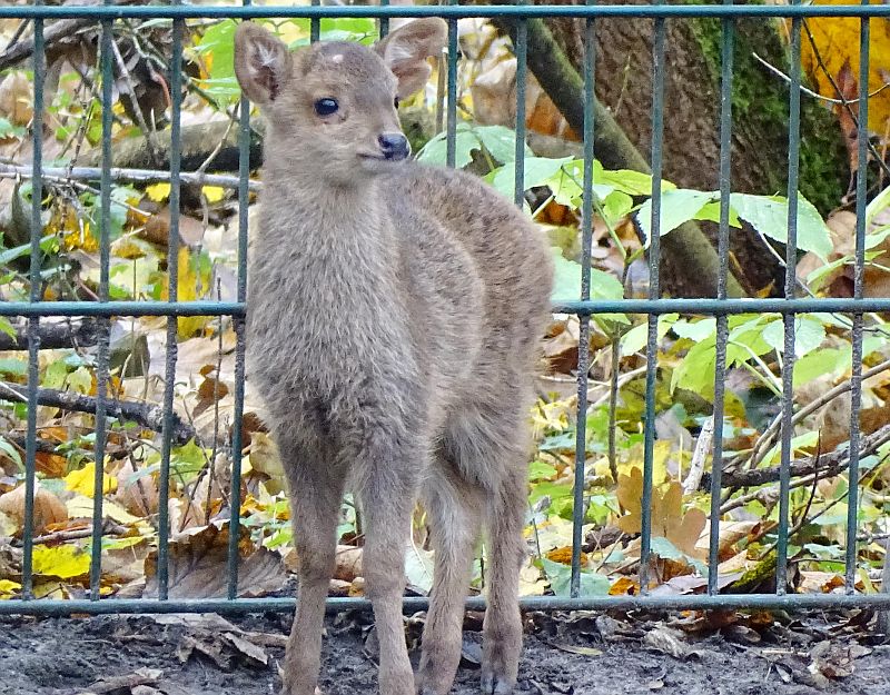 Jungtier Baweanhirsch - Bawean-Schweinshirsch - Tierpark Berlin - Aktuelles - Freunde Hauptstadtzoos