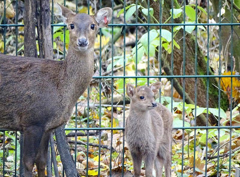 Jungtier Baweanhirsch - Bawean-Schweinshirsch - Tierpark Berlin - Aktuelles - Freunde Hauptstadtzoos