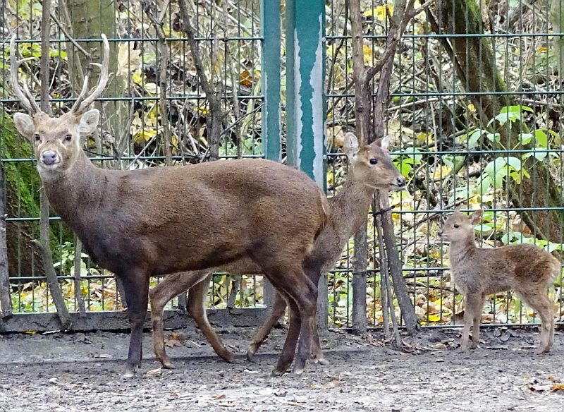 Jungtier Baweanhirsch - Bawean-Schweinshirsch - Tierpark Berlin - Aktuelles - Freunde Hauptstadtzoos
