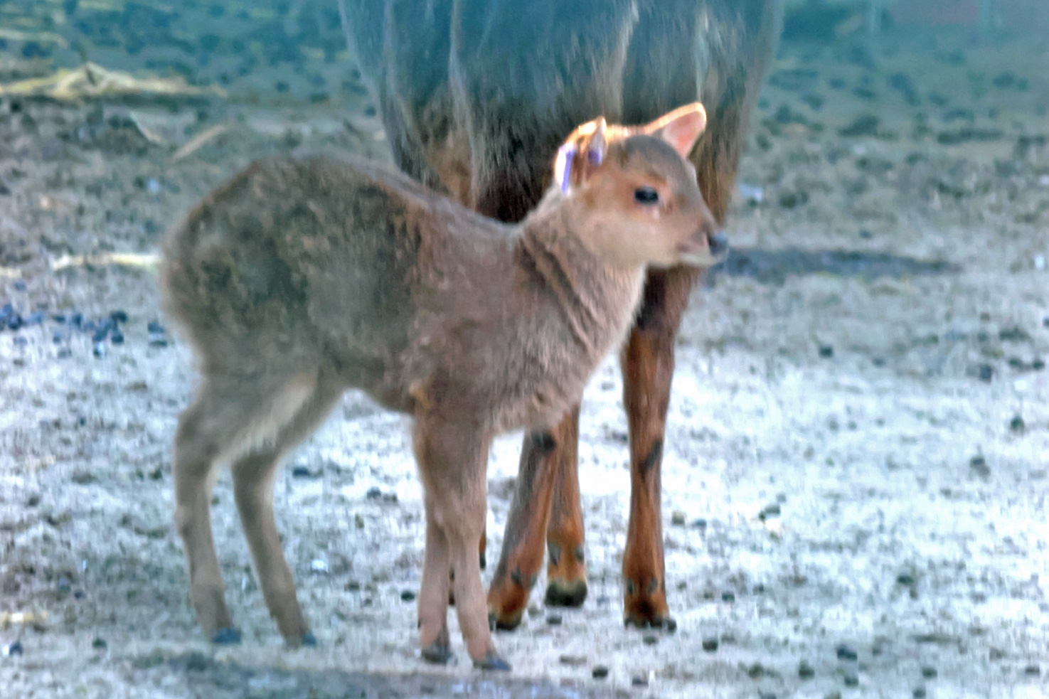 alt-"Baweanhirsch - Tierpark Berlin - Aktuelles Tierpark Berlin und Zoo Berlin - Freunde Hauptstadtzoos"