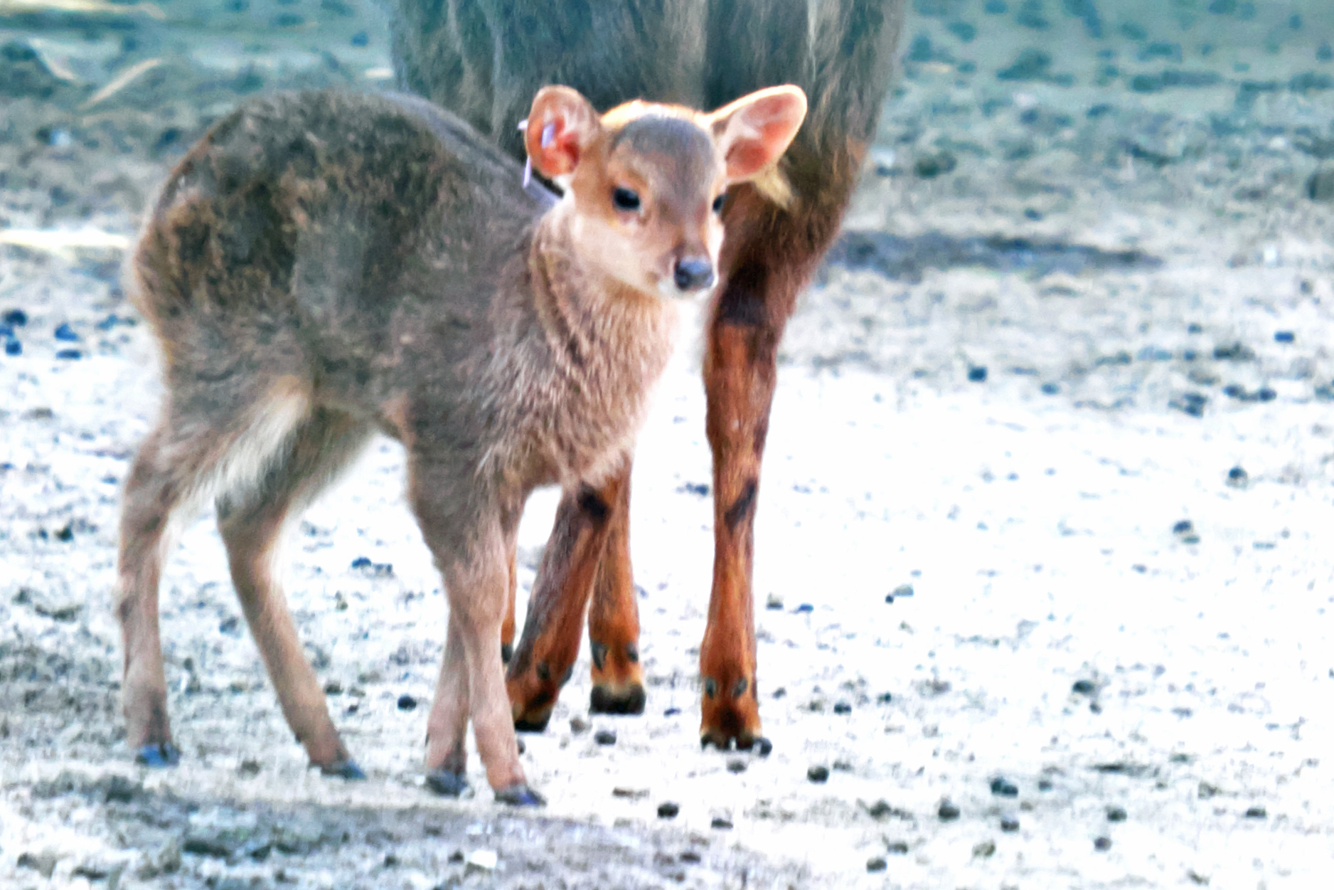 alt-"Baweanhirsch - Tierpark Berlin - Aktuelles Tierpark Berlin und Zoo Berlin - Freunde Hauptstadtzoos"