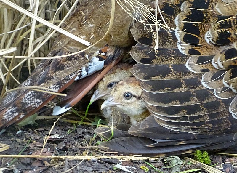 Küken bei den Berlioz-Silberfasanen im Tierpark Berlin