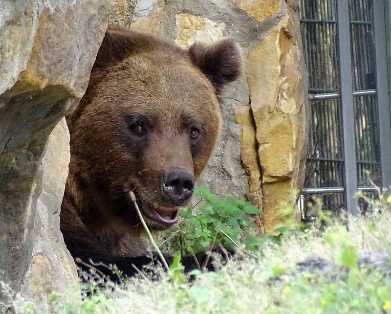 alt-"Braunbär - Aktuelles Tierpark Berlin und Zoo Berlin - Freunde Hauptstadtzoos - Förderverein"