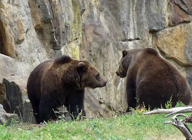 alt-"Europäischer Braunbär - Aktuelles Tierpark Berlin und Zoo Berlin - Freunde Hauptstadtzoos - Förderverein"