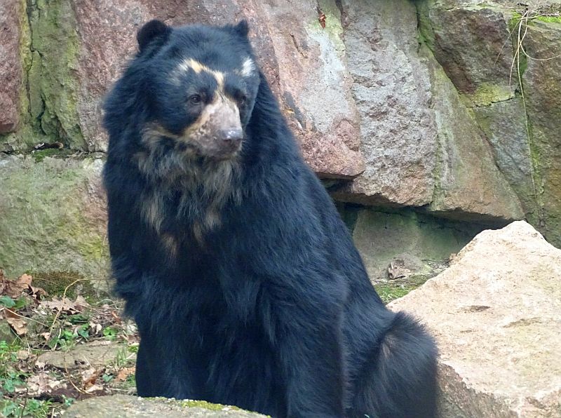 Brillenbär "Bernie" in der Bärenschlucht vom Tierpark Berlin