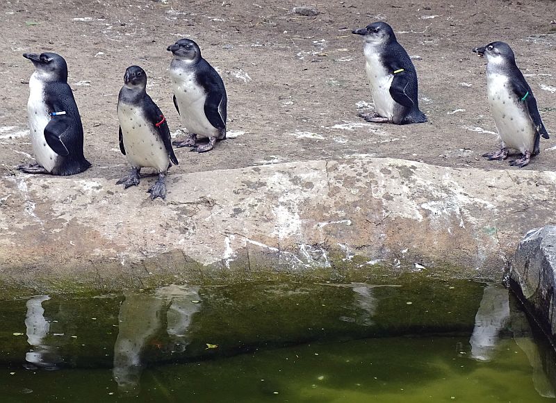 Brillenpinguine -  Aktuelles Tierpark Berlin und Zoo Berlin - Freunde Hauptstadtzoos - Förderverein