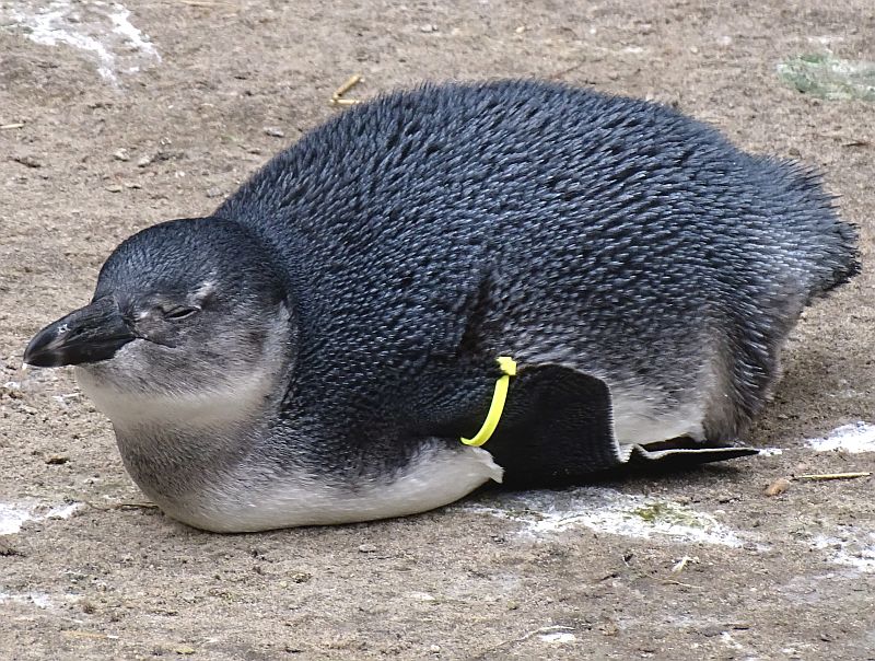 Brillenpinguine -  Aktuelles Tierpark Berlin und Zoo Berlin - Freunde Hauptstadtzoos - Förderverein