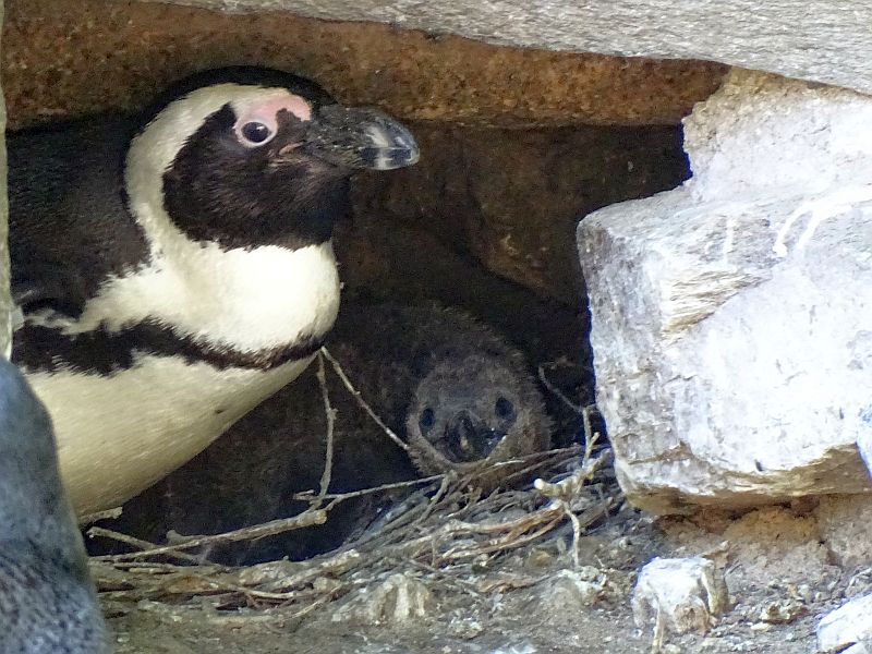 Brillenpinguine -  Aktuelles Tierpark Berlin und Zoo Berlin - Freunde Hauptstadtzoos - Förderverein
