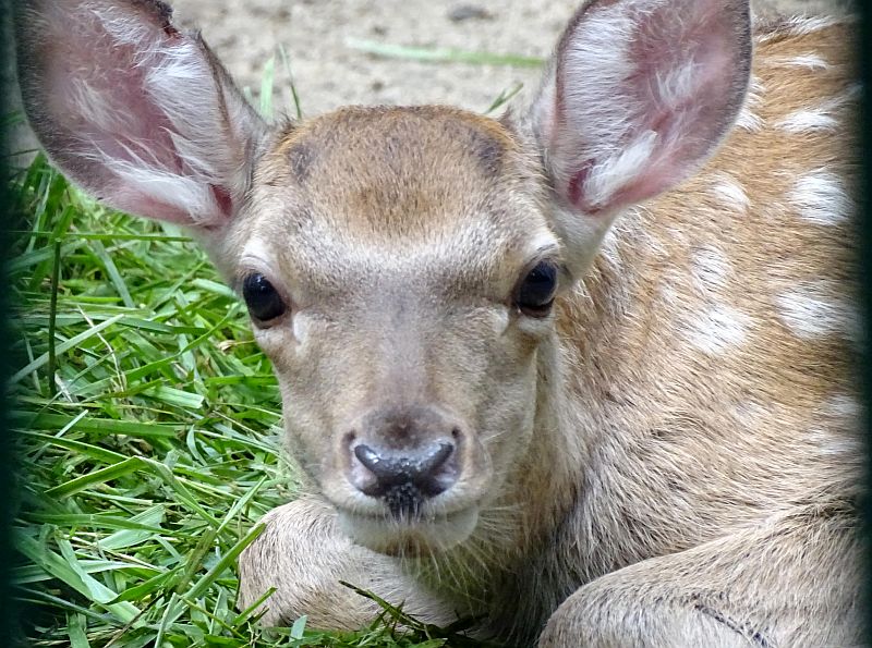 Bucharahirsch im Tierpark Berlin geboren - Freunde Hauptstadtzoos - Helfen - Aktuelles