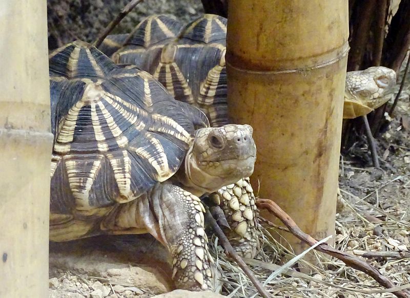 Nördlich Spitzhörnchen im Tierpark Berlin - Freunde Hauptstadtzoos - Helfen