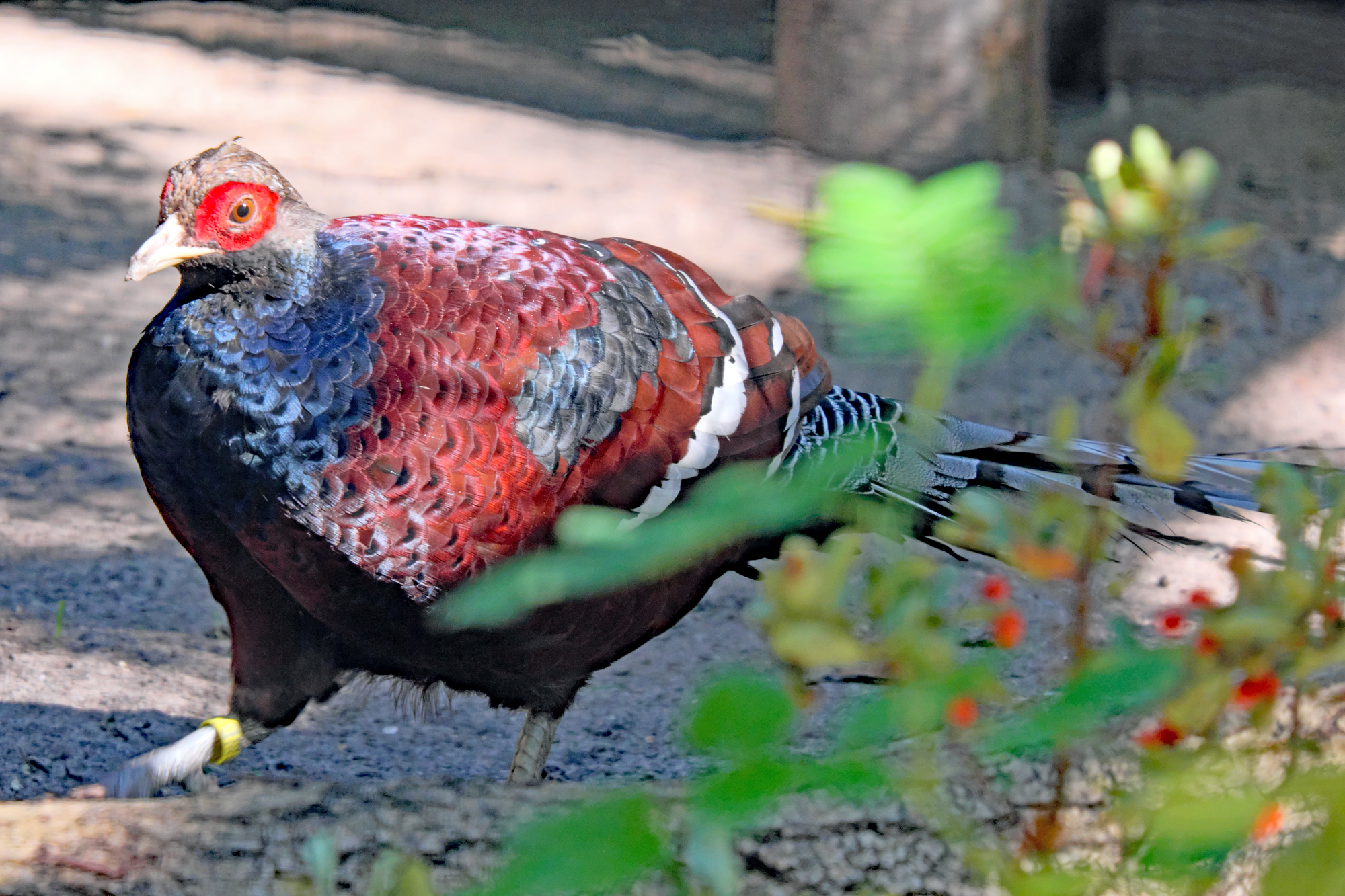 Männlicher Burmafasan im Tierpark Berlin