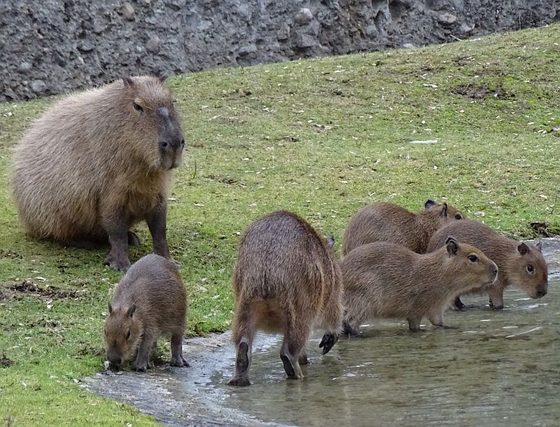 alt-"Wasserschwein - Capybara - Aktuelles Tierpark Berlin und Zoo Berlin - Freunde Hauptstadtzoos - Förderverein"