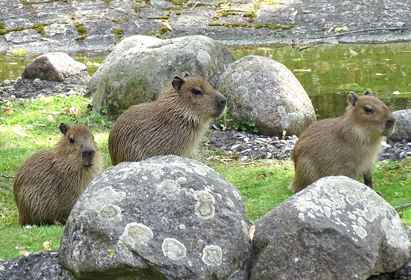 Drei Jungtiere bei den Wasserschweinen im Zoo Berlin.