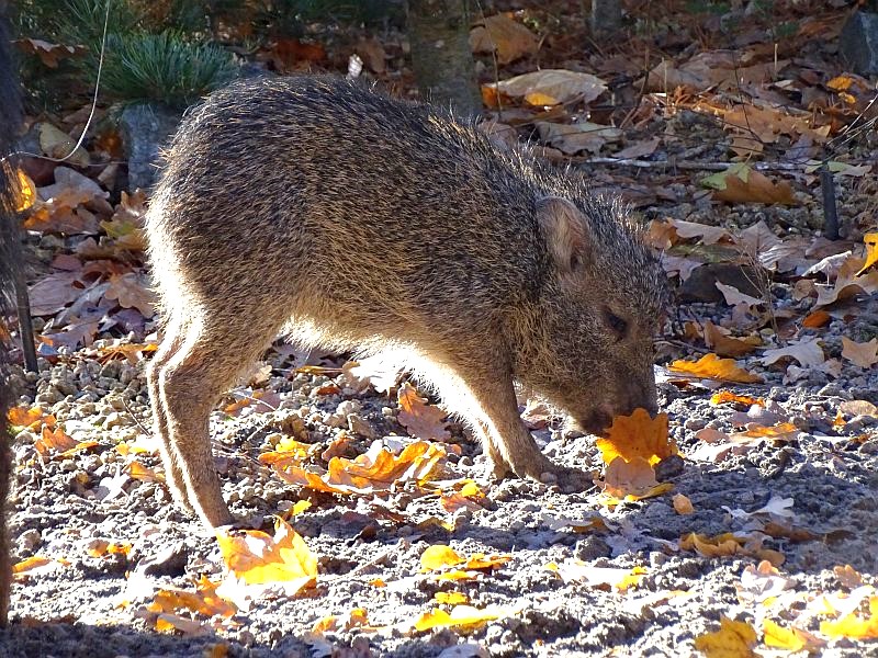 Jungtier bei den Chaco-Pekaris im Tierpark Berlin