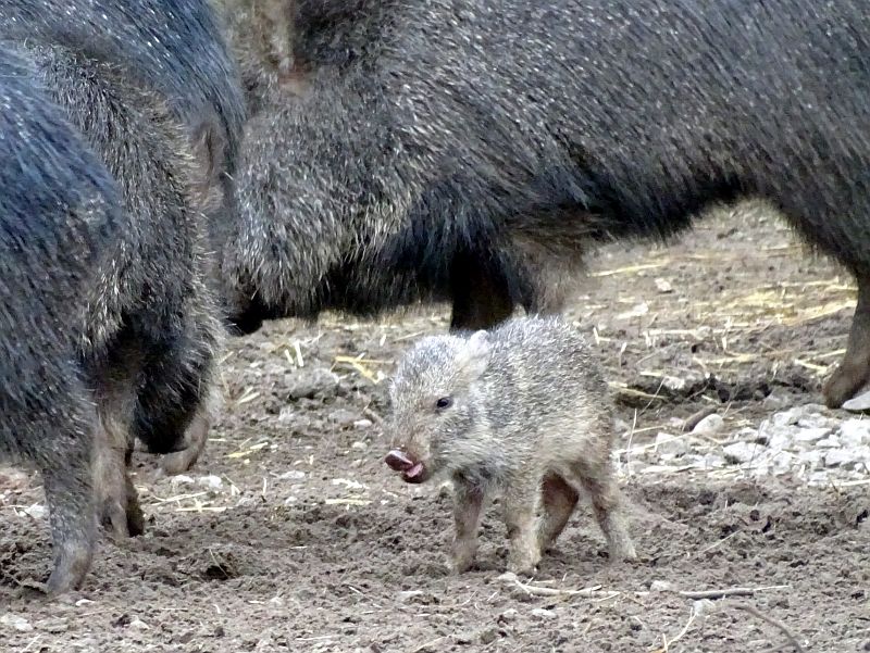 Chaco-Pekari -  Aktuelles Tierpark Berlin und Zoo Berlin - Freunde Hauptstadtzoos - Förderverein