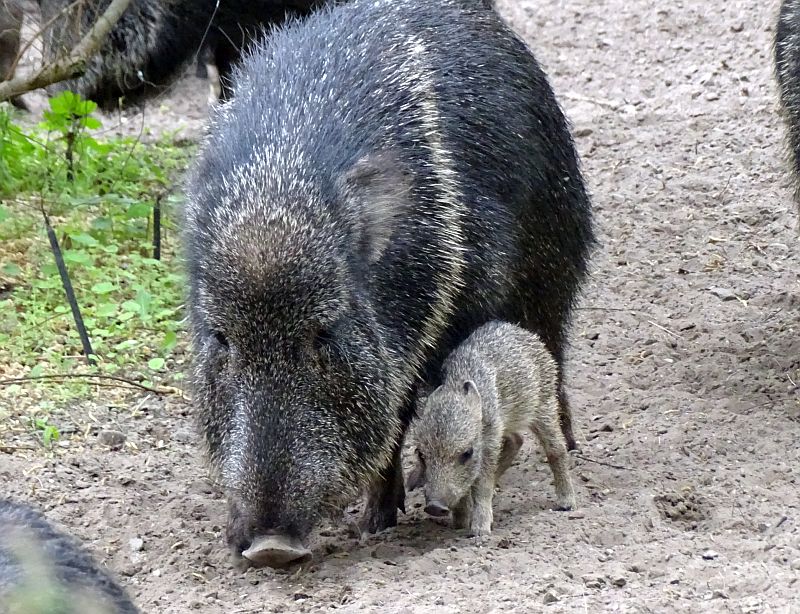 alt-"Chaco-Pekari - Aktuelles Tierpark Berlin und Zoo Berlin - Freunde Hauptstadtzoos - Förderverein"