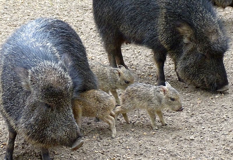 alt-"Chaco-Pekari - Aktuelles Tierpark Berlin und Zoo Berlin - Freunde Hauptstadtzoos - Förderverein"