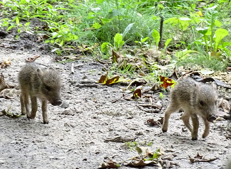 Chaco-Pekari - Jungtier - Tierpark Berlin - Aktuelles Tierpark Berlin und Zoo Berlin - Freunde Hauptstadtzoos