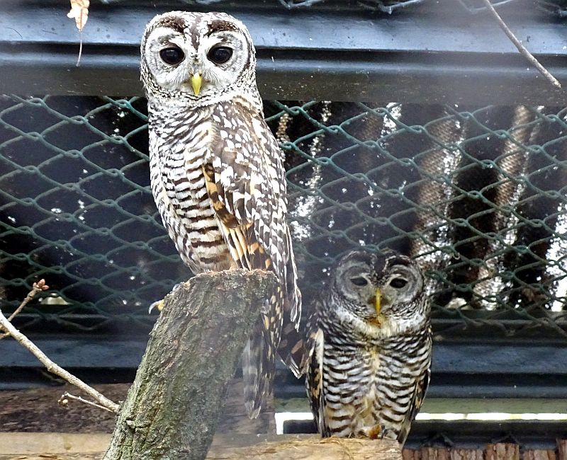 Chacokauz - Chaco-Waldkauz - Tierpark Berlin - Aktuelles - Freunde Hauptstadtzoos