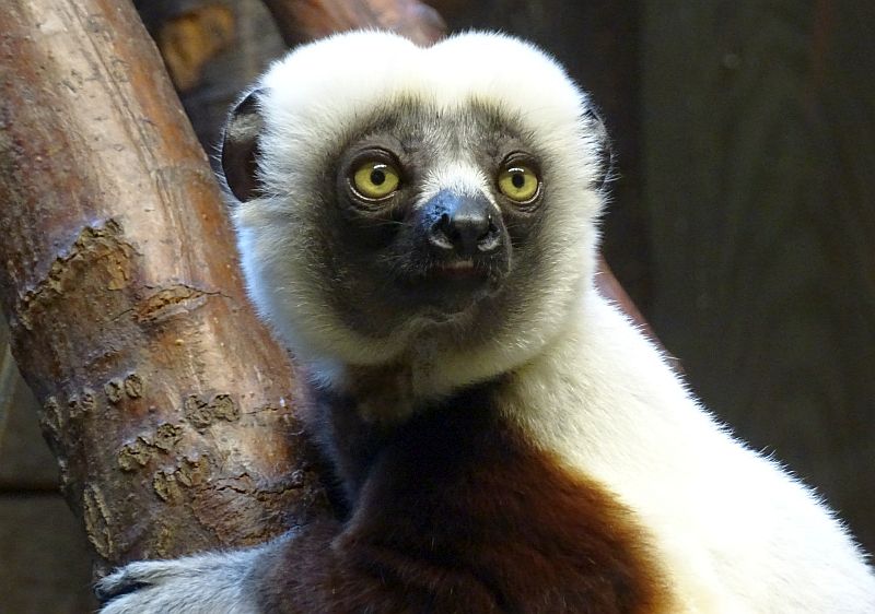 alt-"Coquerel-Sifaka - Tierpark Berlin - Aktuelles Tierpark Berlin und Zoo Berlin - Freunde Hauptstadtzoos"