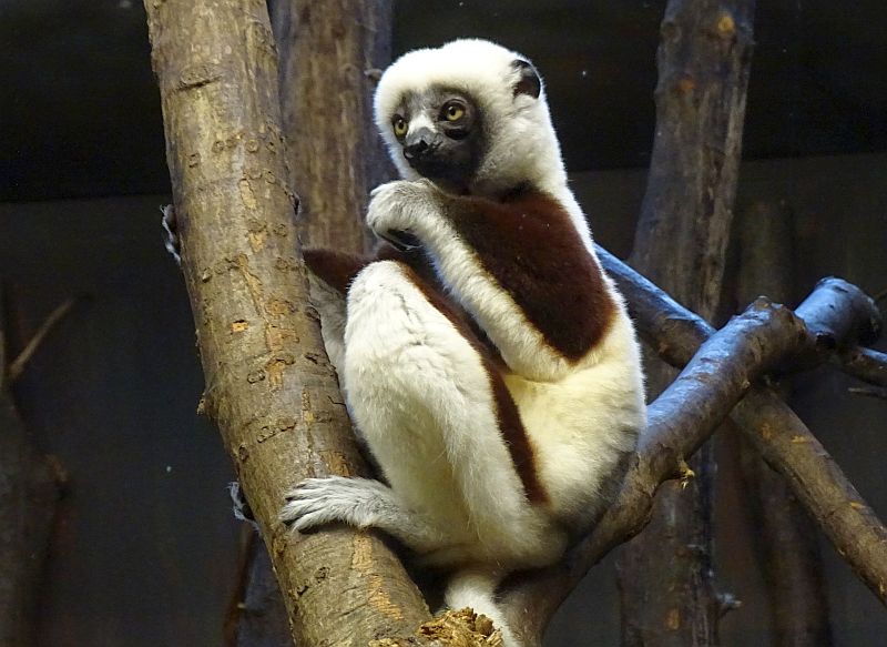 alt-"Coquerel-Sifaka - Tierpark Berlin - Aktuelles Tierpark Berlin und Zoo Berlin - Freunde Hauptstadtzoos"