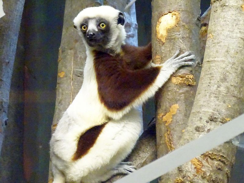 Artenschutz: Coqueral-Sifaka im Tierpark Berlin - Freunde Hauptstadtzoos - Helfen