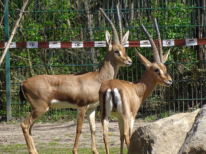 Cuviergazellen im Tierpark Berlin