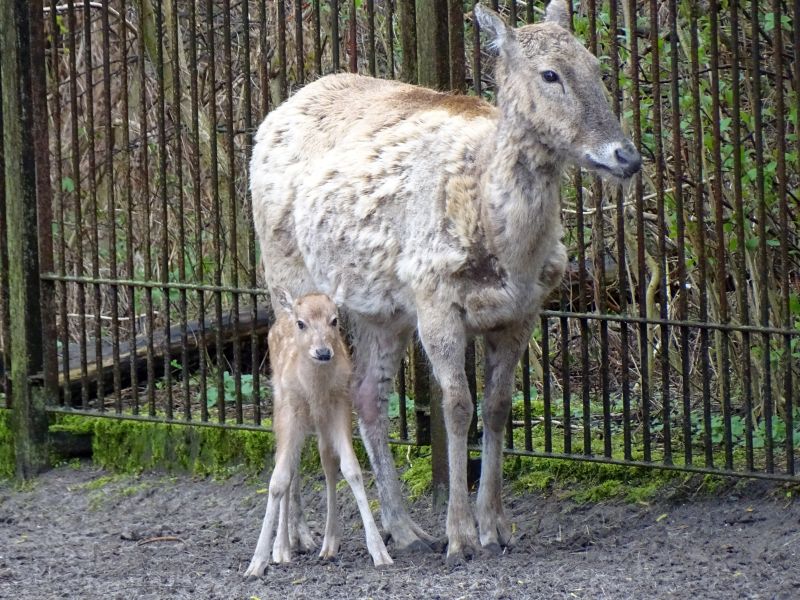 Davidshirsch - Jungtier - Tierpark Berlin und Zoo Berlin - Aktuelles - Freunde Hauptstadtzoos