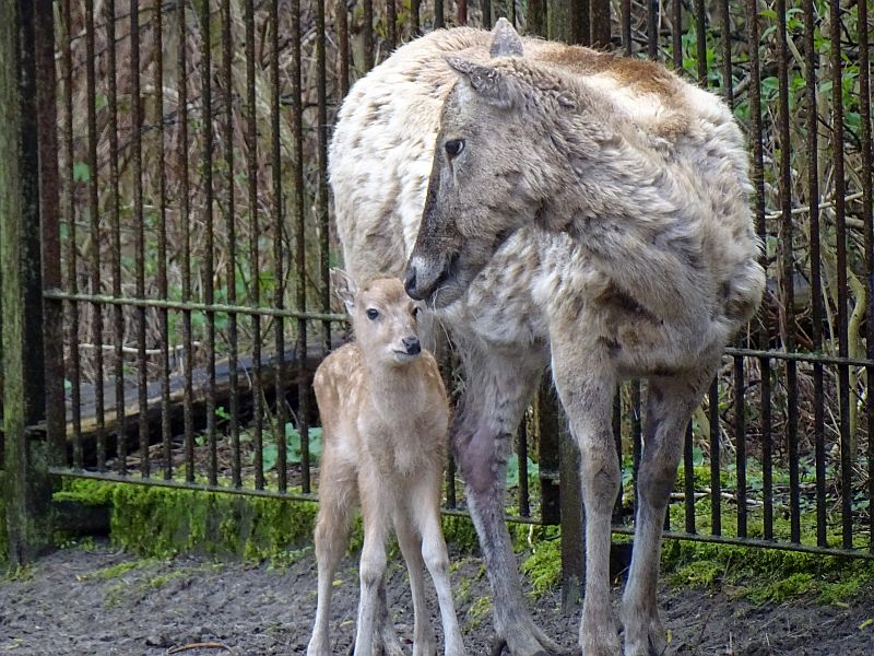 Davidshirsch - Jungtier - Tierpark Berlin und Zoo Berlin - Aktuelles - Freunde Hauptstadtzoos