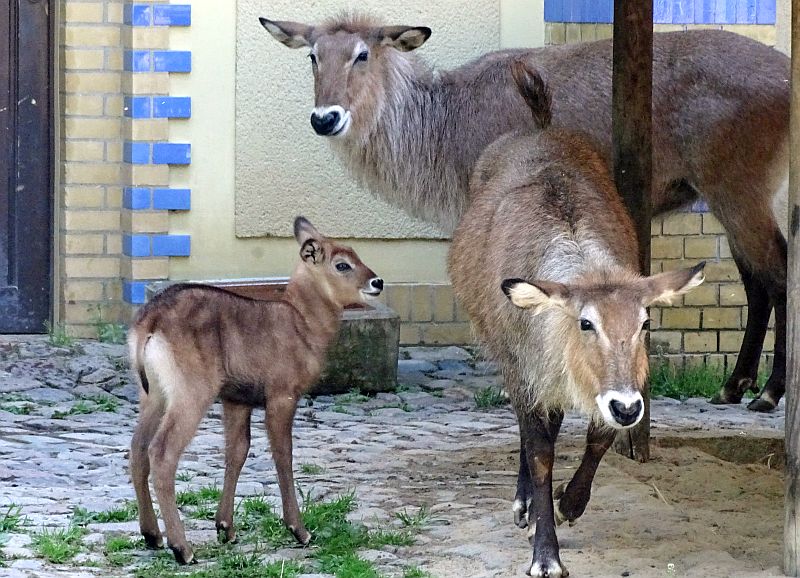 Defassa-Wasserbock im Zoo Berlin geboren - Freunde Hauptstadtzoos