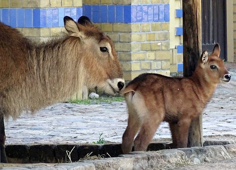 Defassa-Wasserbock im Zoo Berlin geboren - Freunde Hauptstadtzoos