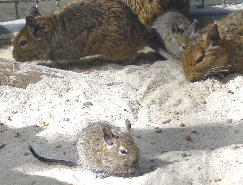 alt-"Degu - Aktuelles Tierpark Berlin und Zoo Berlin - Freunde Hauptstadtzoos - Förderverein"