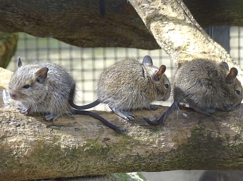 alt-"Degu - Aktuelles Tierpark Berlin und Zoo Berlin - Freunde Hauptstadtzoos - Förderverein"