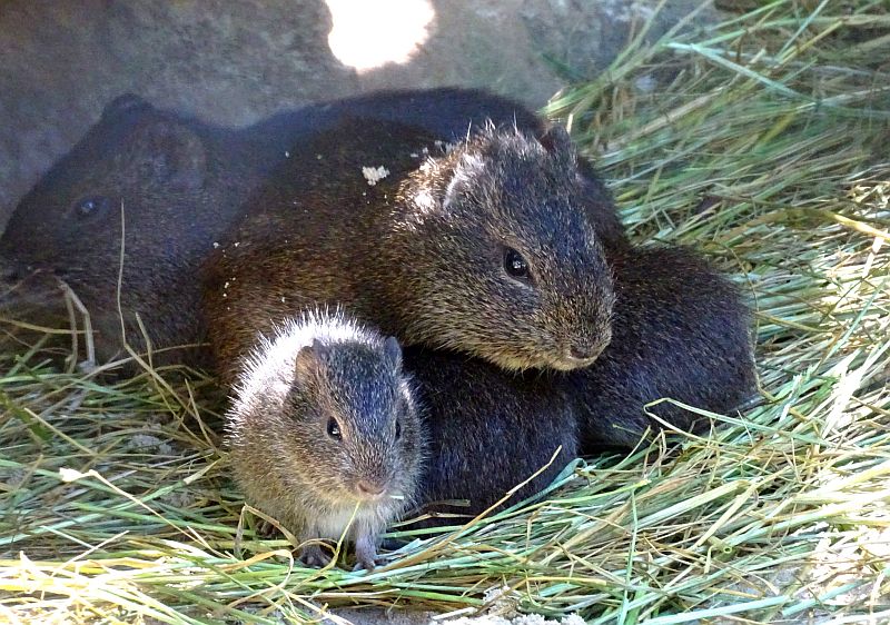 Degu-Jungtiere im Tierpark Berlin