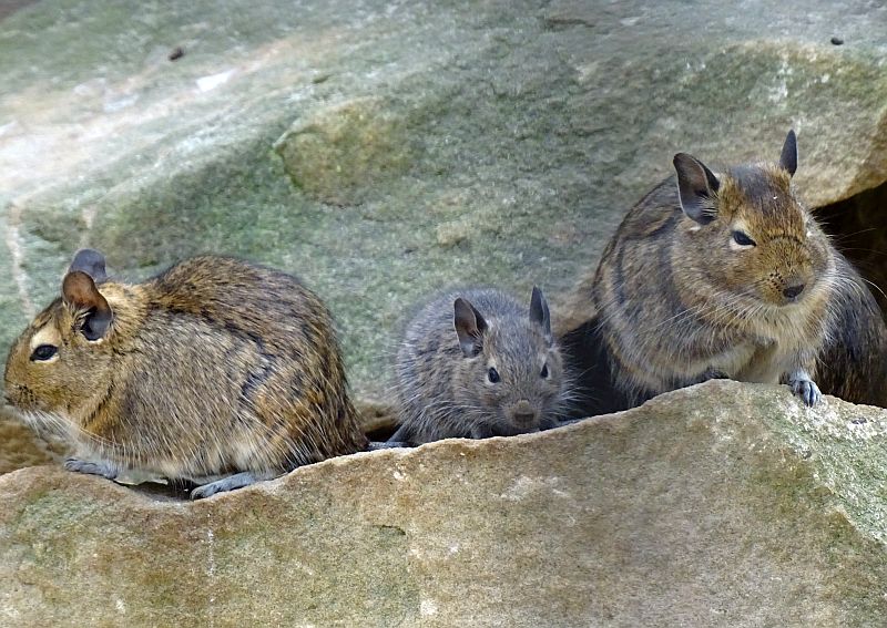 Degu - Jungtiere - Tierpark Berlin - Aktuelles - Freunde Hauptstadtzoos - Förderverein