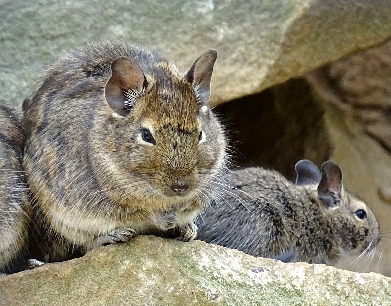 Degus - Jungtiere - Tierpark Berlin - Aktuelles - Freunde Hauptstadtzoos - Förderverein