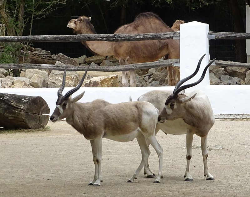Zwei Addax und ein Dromedar im Hintergrund im Zoo Berlin