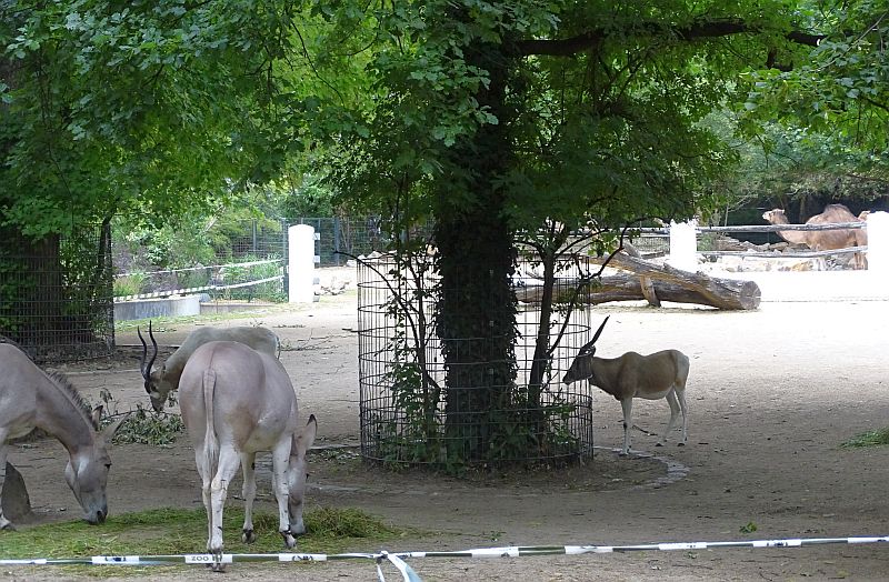 Zwei Somali-Wildesel und ein Addax im Hintergrund im Zoo Berlin