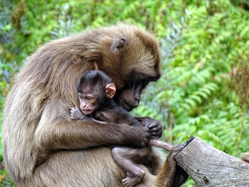 Dschelada -  Aktuelles Tierpark Berlin und Zoo Berlin - Freunde Hauptstadtzoos - Förderverein