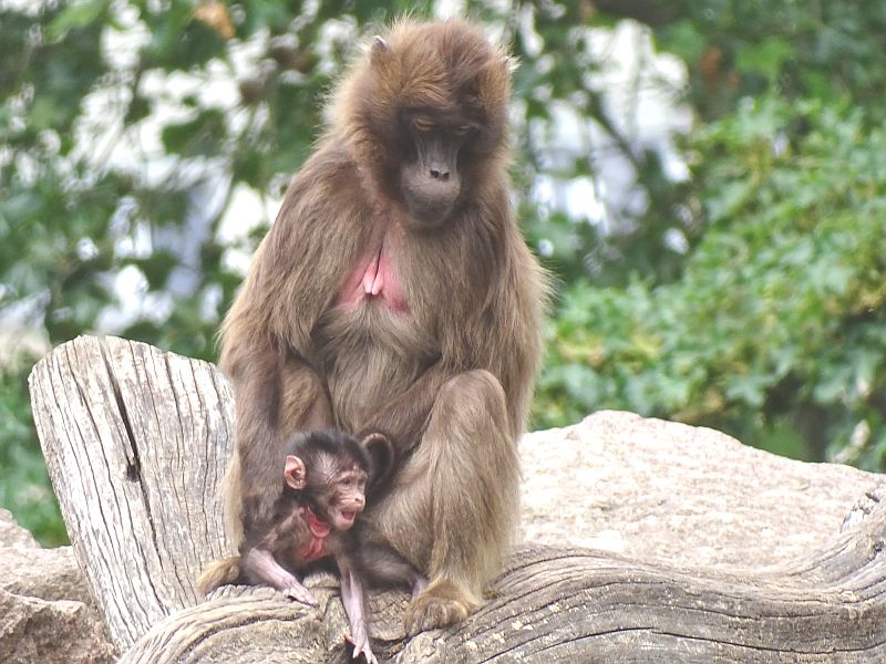 Dschelada - Jungtier - Tierpark Berlin - Aktuelles Tierpark Berlin und Zoo Berlin - Freunde Hauptstadtzoos - Förderverein