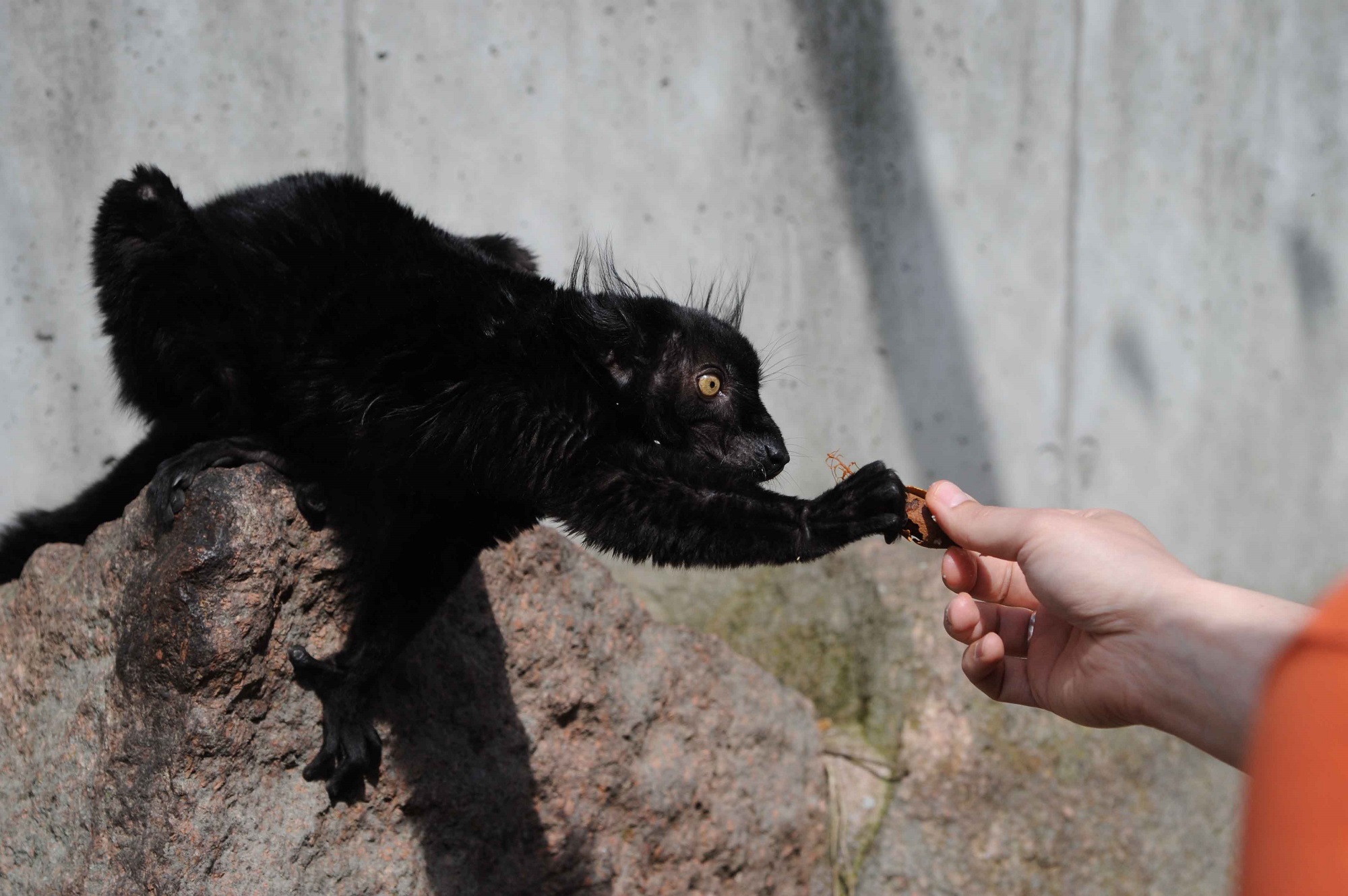 alt-"Ehrenamt  Tierpark Berlin und Zoo Berlin - Helfen - Freunde Hauptstadtzoos"