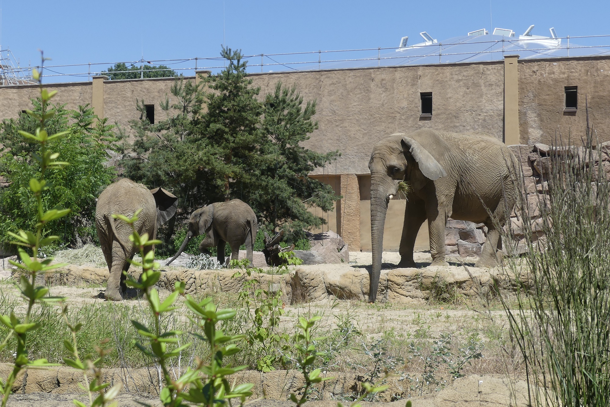 Afrikanische Elefanten im Tierpark Berlin