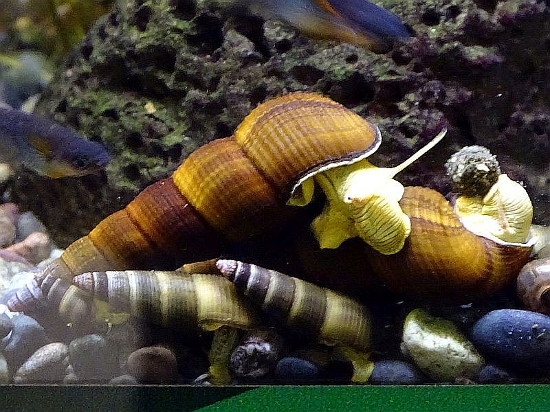 Elefantenfußschnecke mit Jungtieren im Terrarium im Alfred-Brehm-Haus vom Tierpark Berlin